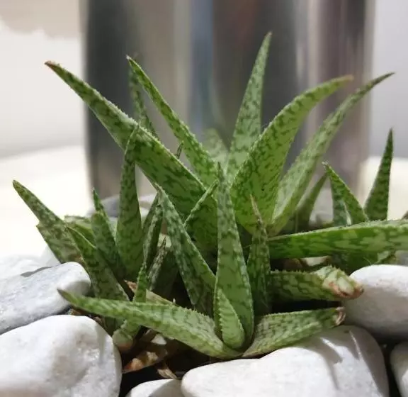 Majatalo Casa La Moore Self Catering Accomodation