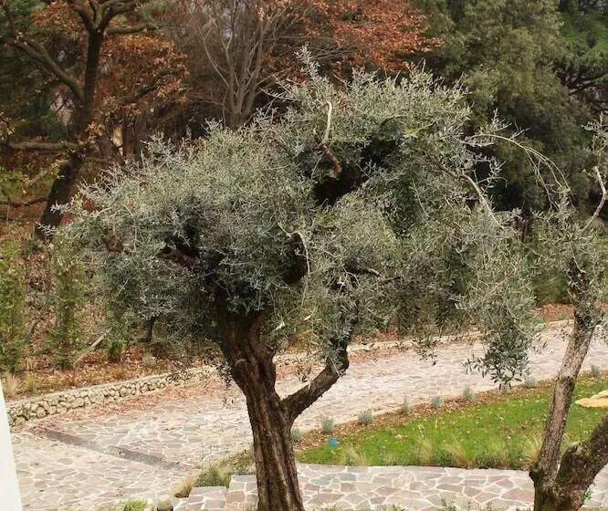 Aamiaismajoitus (B&B) Villa Jasmine