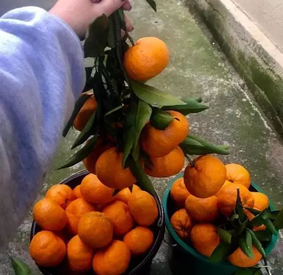 پانسیون Home Inn Samegrelo