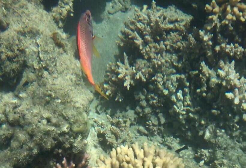 تختخواب و صبحانه Das! Haus Am Meer