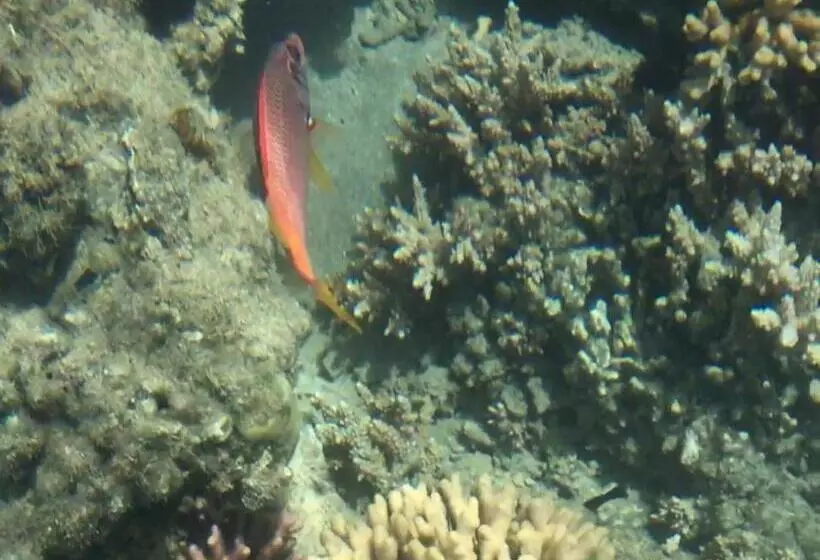 Aamiaismajoitus (B&B) Das! Haus Am Meer