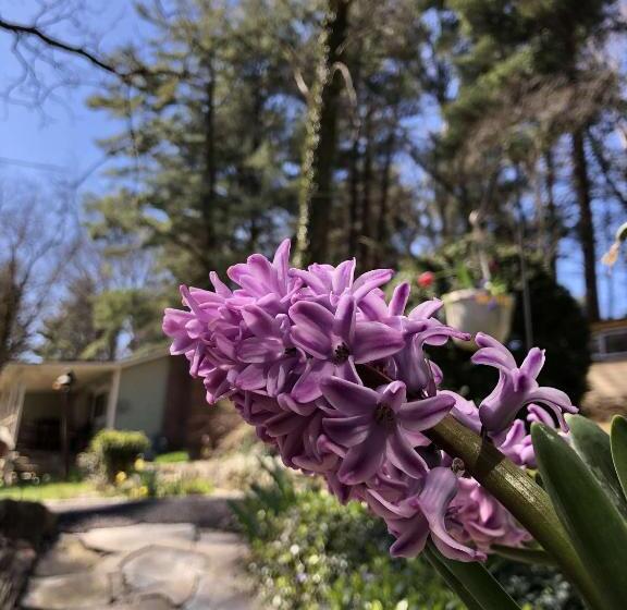 ホテル The Pines Cottages