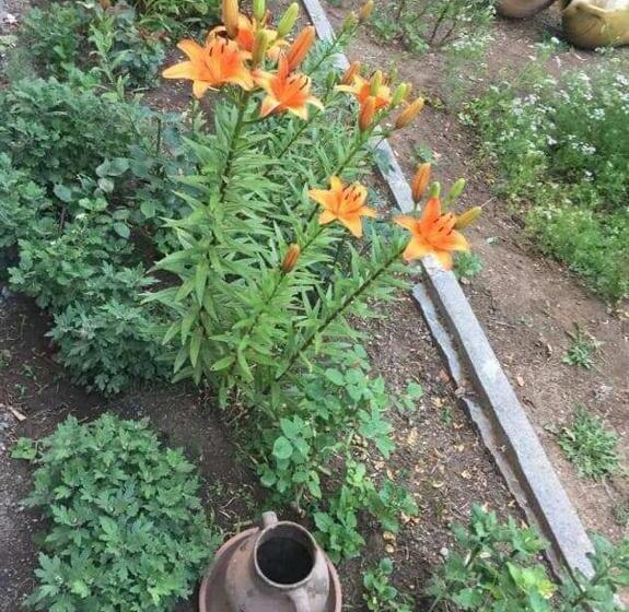 پانسیون Sun House