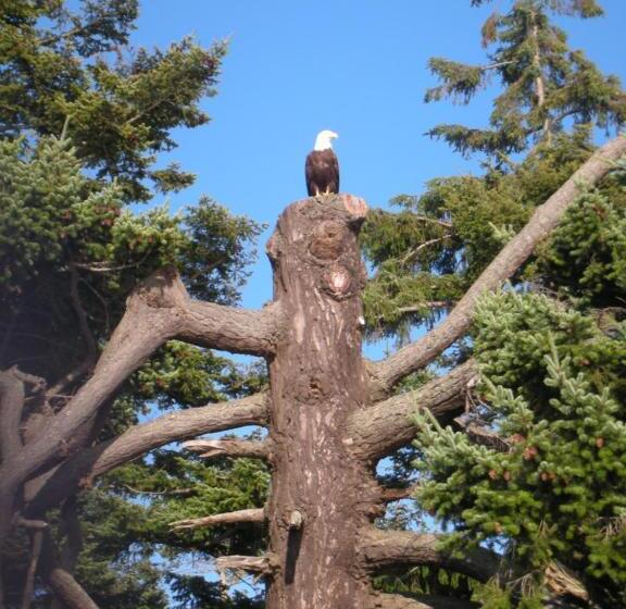 تختخواب و صبحانه Eagle Aerie