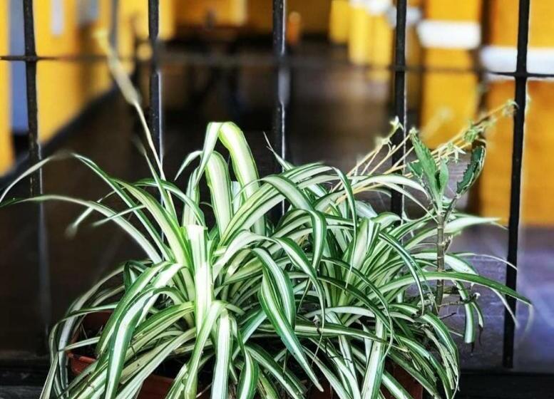 הוסטל Posada En Las Tapias Translasierras