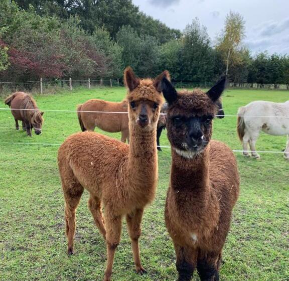 Bed and Breakfast Hoeve Zandbelt