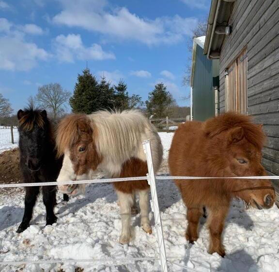 Bed and Breakfast Hoeve Zandbelt