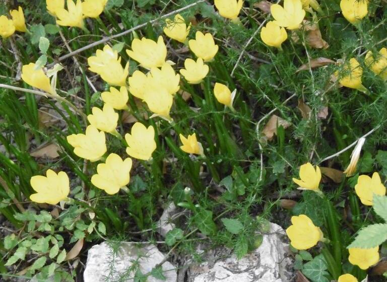 酒店 Albergo Croce Bianca