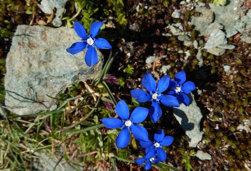 هتل Albergo Du Soleil