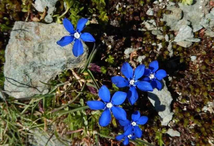 Hotelli Albergo Du Soleil