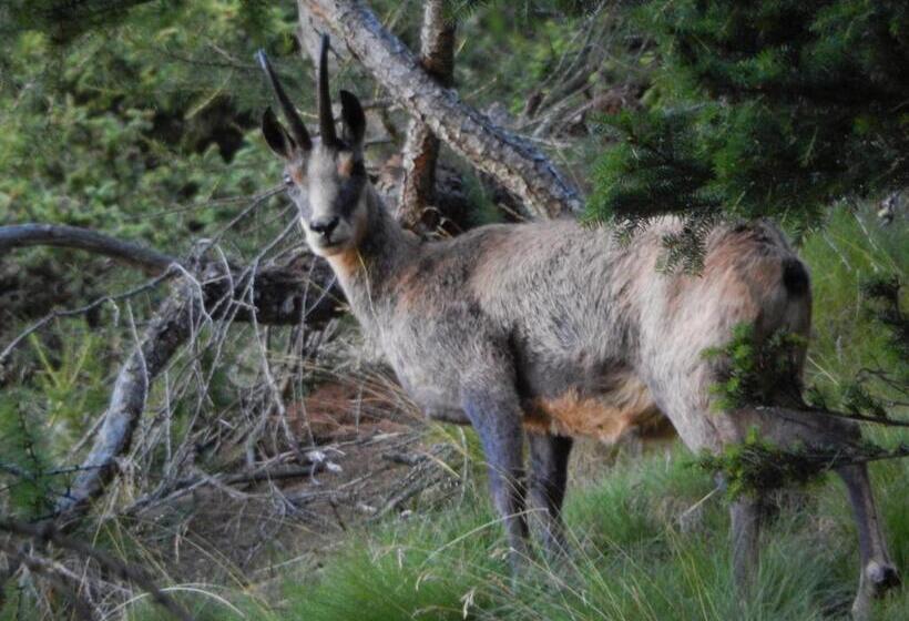 هتل Albergo Du Soleil