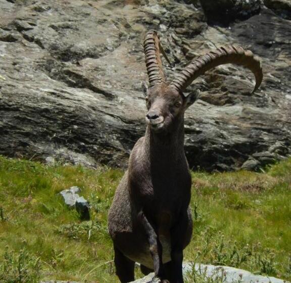 هتل Albergo Du Soleil