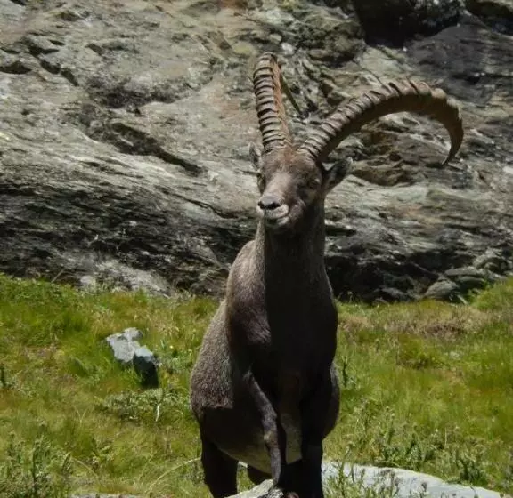 Hotelli Albergo Du Soleil