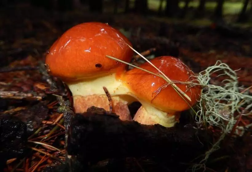 Hotelli Albergo Du Soleil