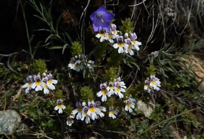 Hotelli Albergo Du Soleil