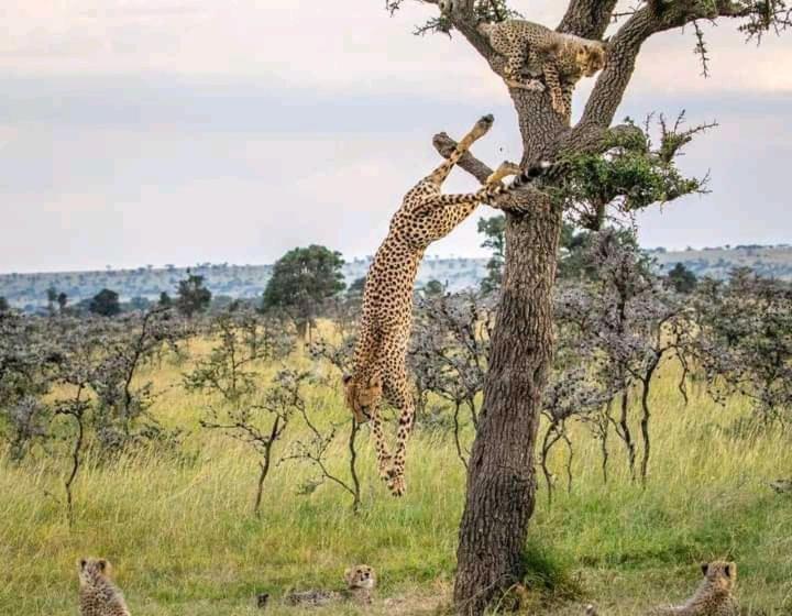 تختخواب و صبحانه Luxurious Haven Maasai Mara Safari Camp In Kenya