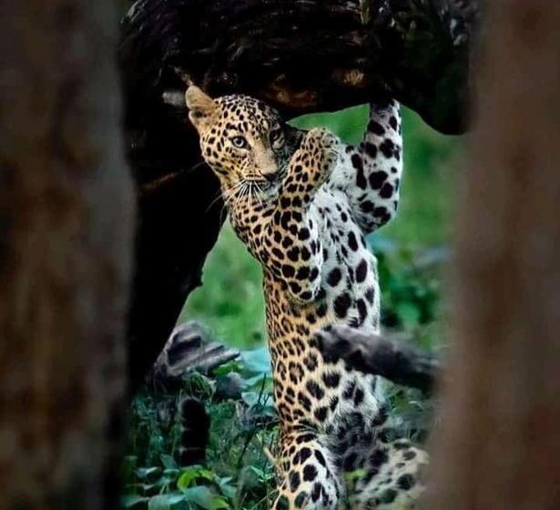 تختخواب و صبحانه Luxurious Haven Maasai Mara Safari Camp In Kenya