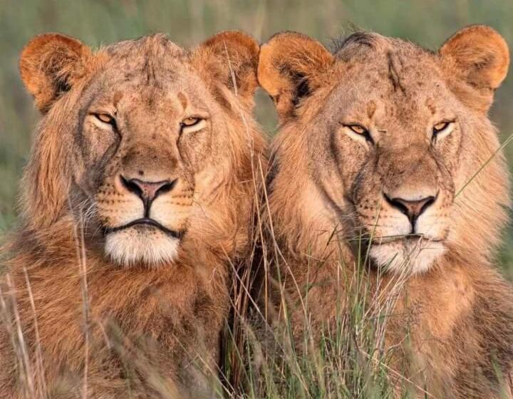 تختخواب و صبحانه Luxurious Haven Maasai Mara Safari Camp In Kenya