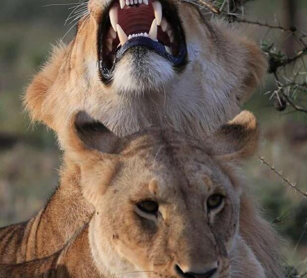 تختخواب و صبحانه Luxurious Haven Maasai Mara Safari Camp In Kenya