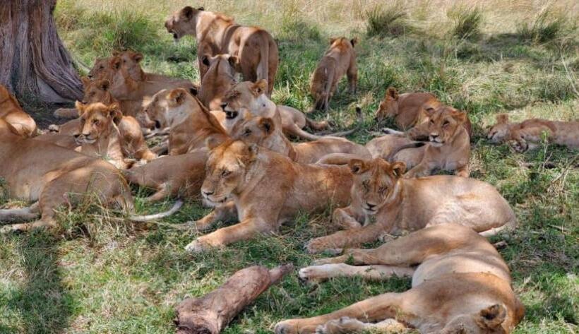 تختخواب و صبحانه Luxurious Haven Maasai Mara Safari Camp In Kenya