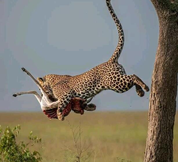 تختخواب و صبحانه Luxurious Haven Maasai Mara Safari Camp In Kenya