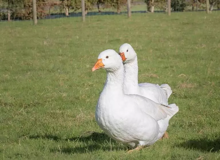 ペンション La Ferme Du Grand Air