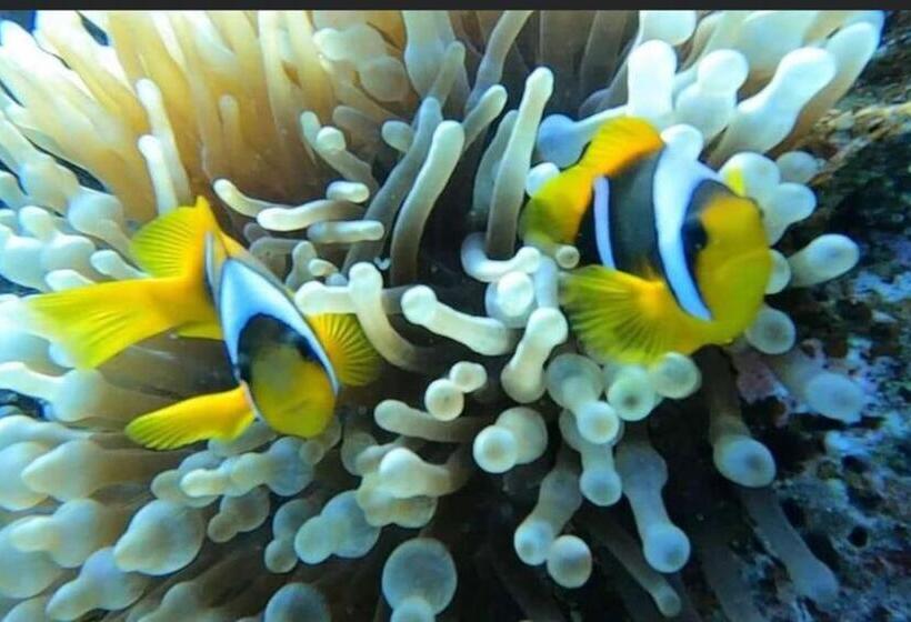 هتل Whaleshark Inn By Bedsnet