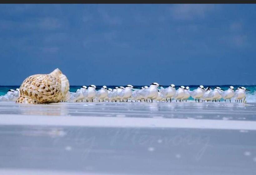 هتل Whaleshark Inn By Bedsnet