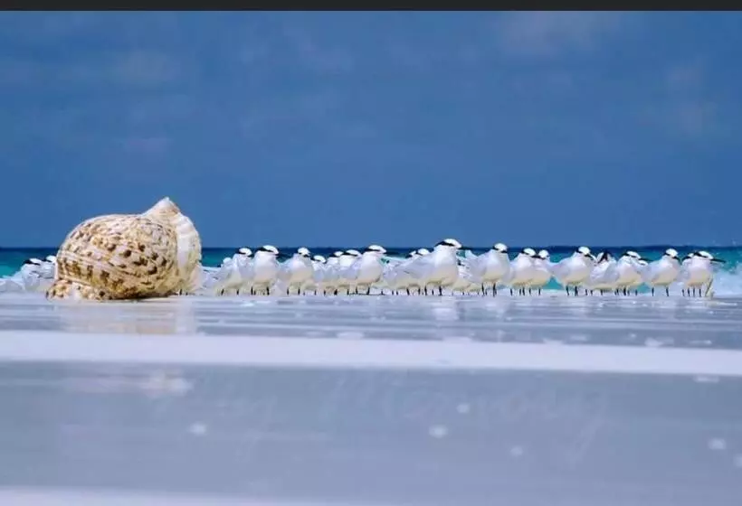 هتل Whaleshark Inn By Bedsnet
