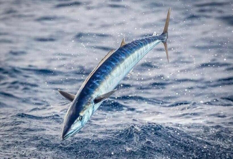 هتل Whaleshark Inn By Bedsnet