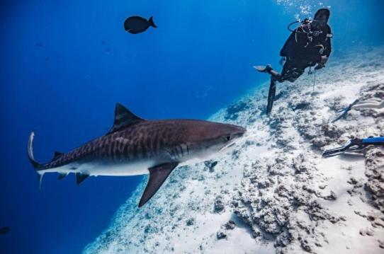 هتل Whaleshark Inn By Bedsnet