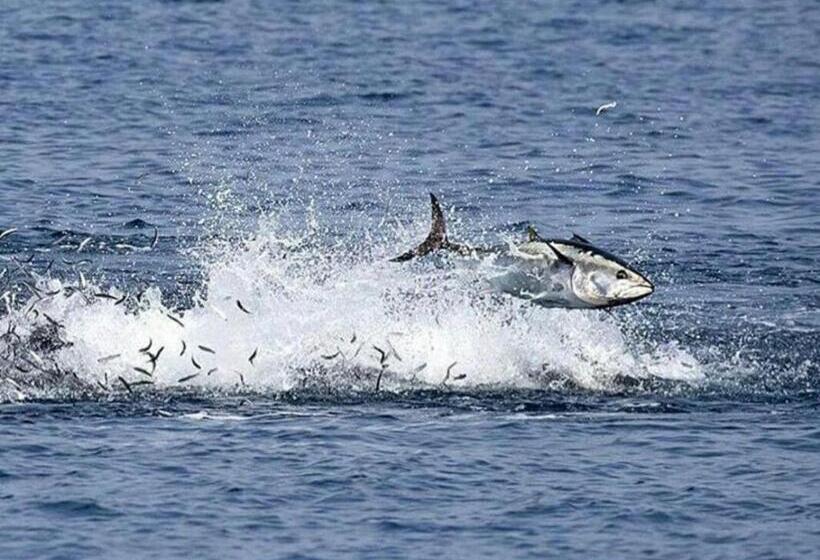 هتل Whaleshark Inn By Bedsnet