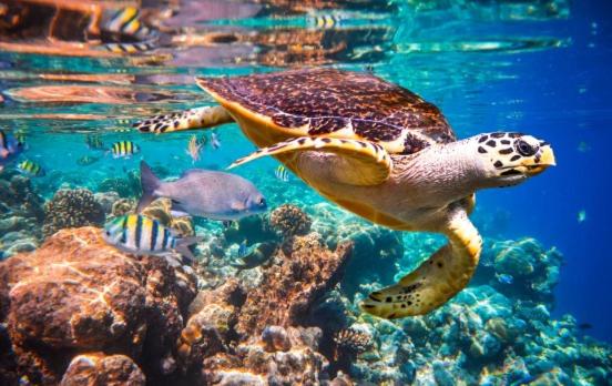 هتل Whaleshark Inn By Bedsnet