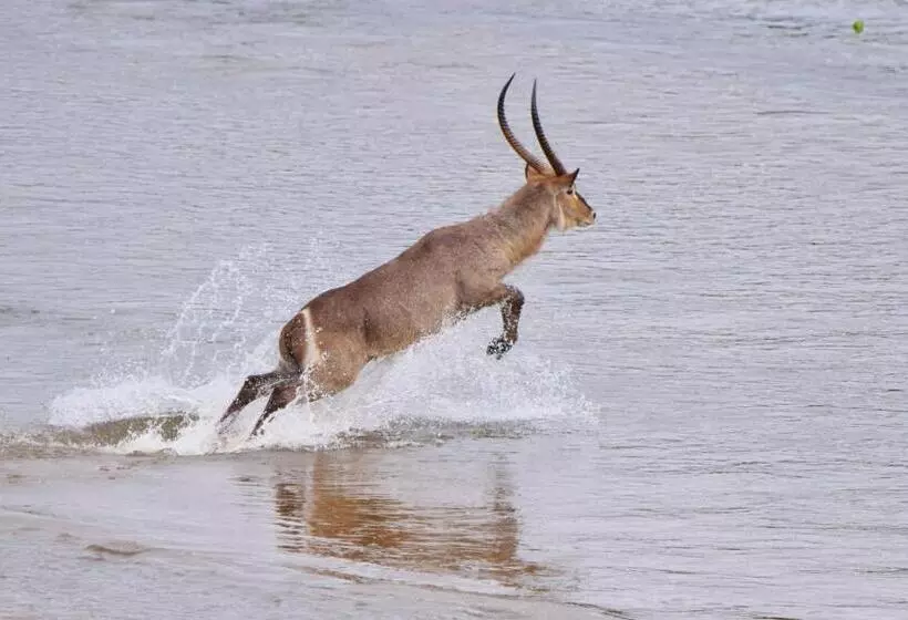 ペンション Kifaru Kruger