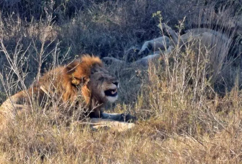 ペンション Kifaru Kruger