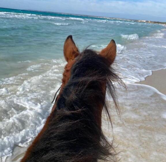 تختخواب و صبحانه Studio Doppelzimmer 2 Pers Mit Terrasse Und Pool Auf Finca Mallorca