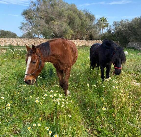 تختخواب و صبحانه Studio Doppelzimmer 2 Pers Mit Terrasse Und Pool Auf Finca Mallorca