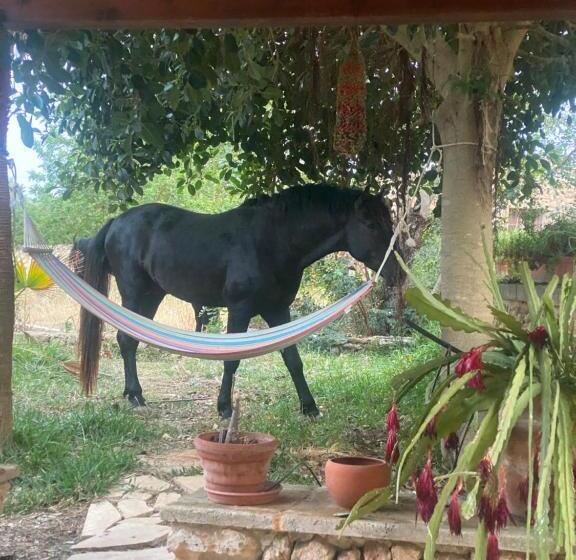 تختخواب و صبحانه Studio Doppelzimmer 2 Pers Mit Terrasse Und Pool Auf Finca Mallorca