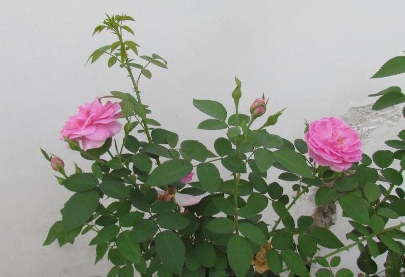 ベッドアンドブレックファースト Nutmeg House Zanzibar