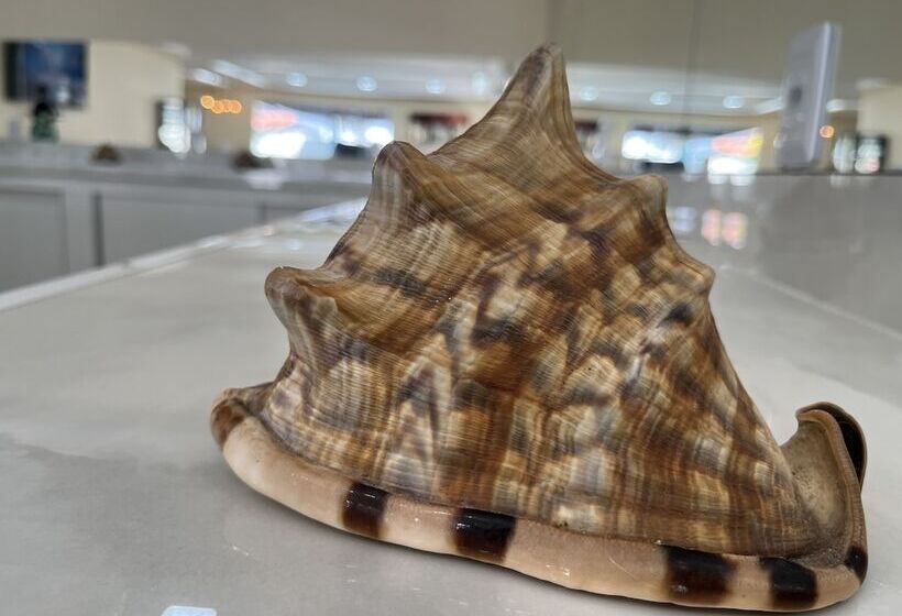 Отель Pousada Donna Maraka