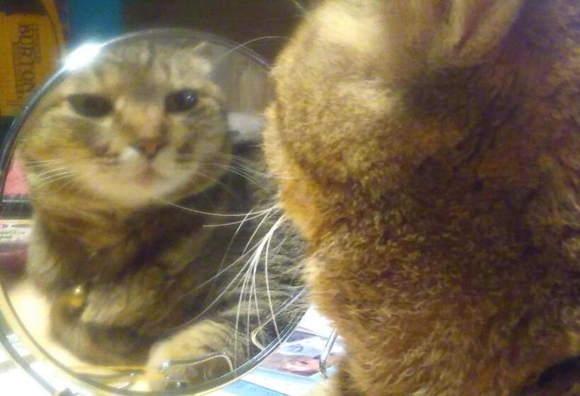 Pensione Guest House Sakura