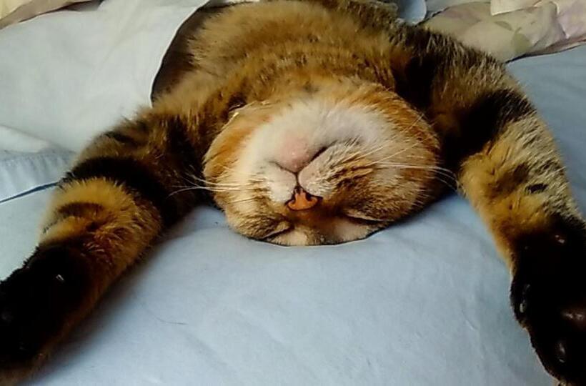 Pensione Guest House Sakura