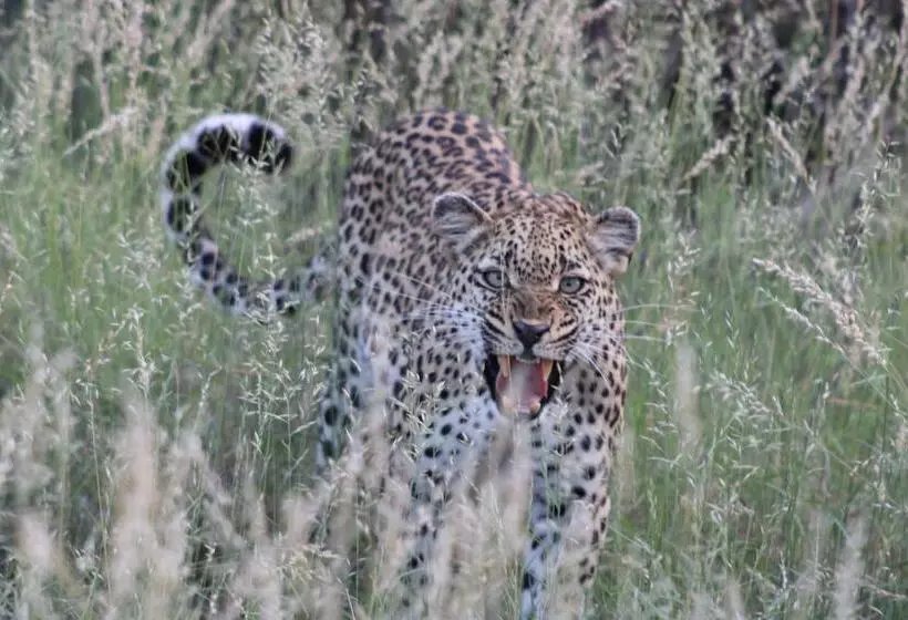 Hotelli Simbavati Homestead