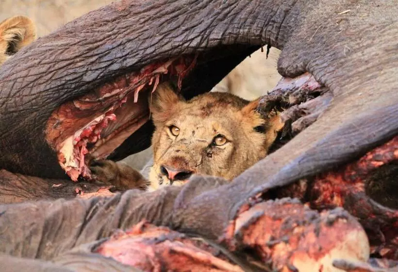 Hotelli Simbavati Homestead