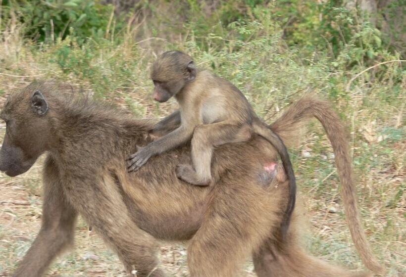 Amanzimlotzi Riverside Bush Camp