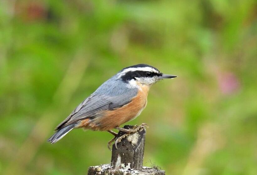 Blue Spruce Apartment