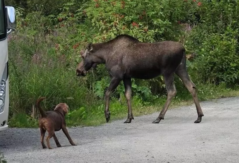 Blue Spruce Apartment