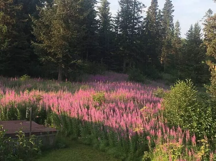 Blue Spruce Apartment