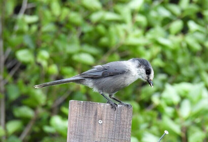 Blue Spruce Apartment