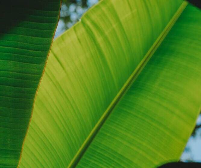 בית מלון כפרי Naya Bacalar